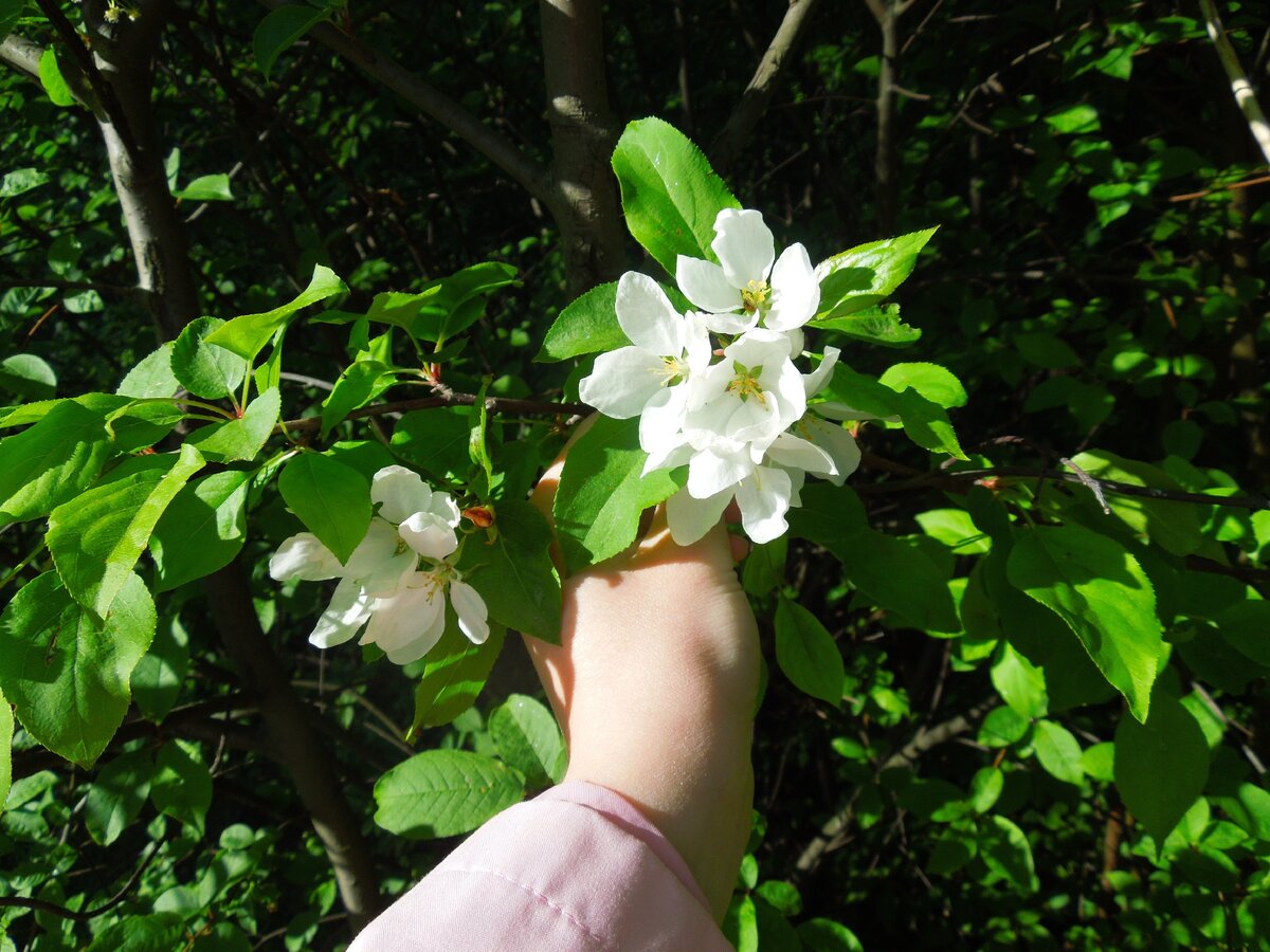 Напоминание о зиме, снежные лепестки, и жёлтые звёзды