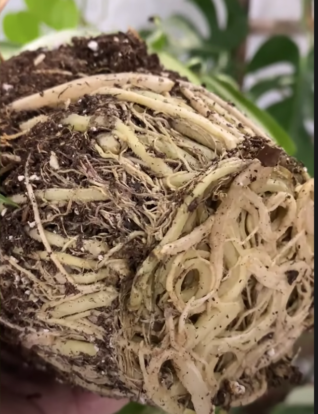 Крепкая корневая система