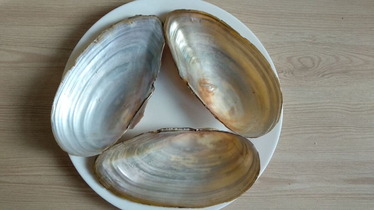 Для сервировки использую настоящие большие ракушки