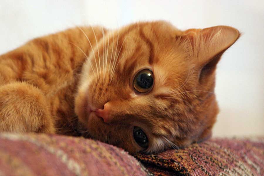 Фото из открытых источников интернета