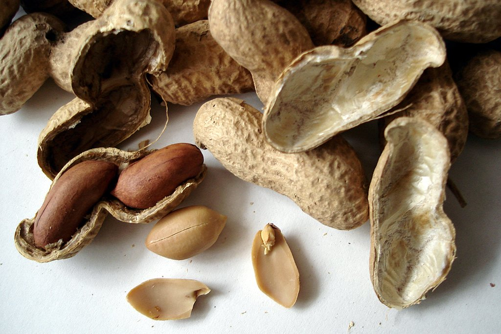 Арахис это бобы. Земляной арахис. Земляной орех арахис. Арахис культурный Земляной орех. Сорт арахиса Валенсия.
