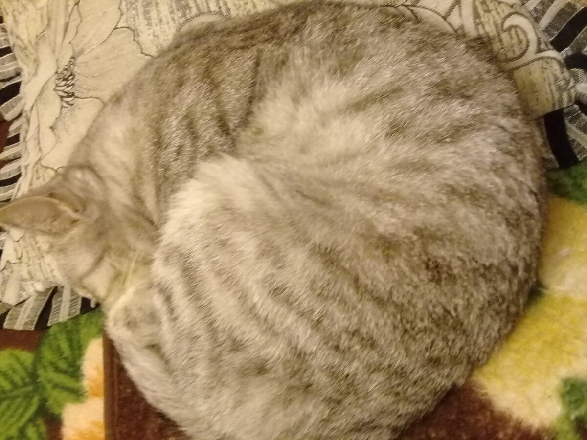 Наша кошка.
