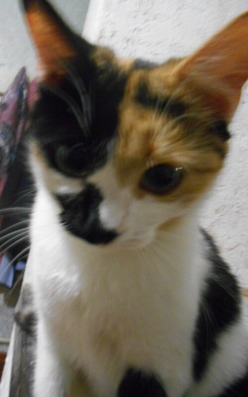 не поняла, а рыбы что не будет совсем?...