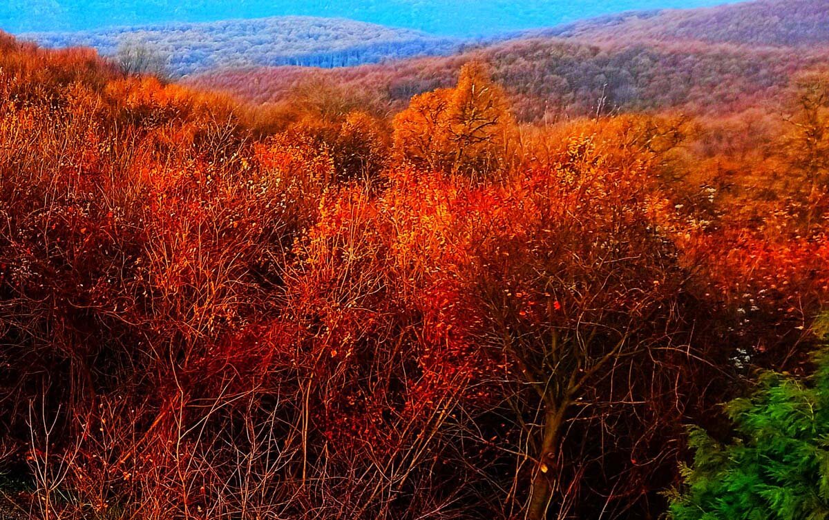 Фрушка гора сербия фото