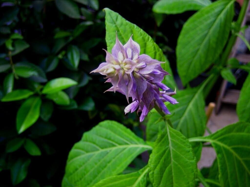 Salvia divinorum фото