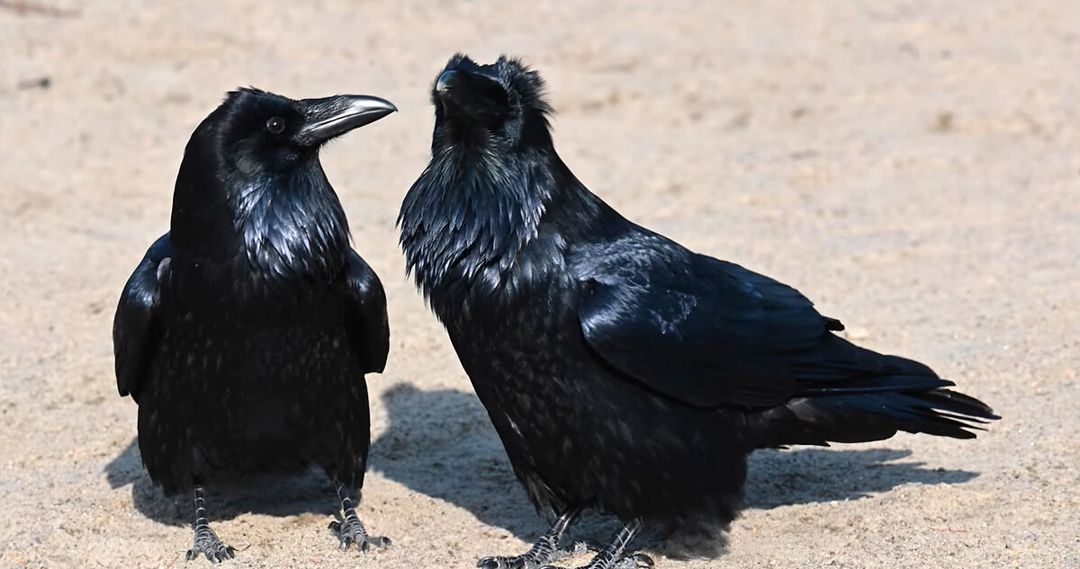 Вороны