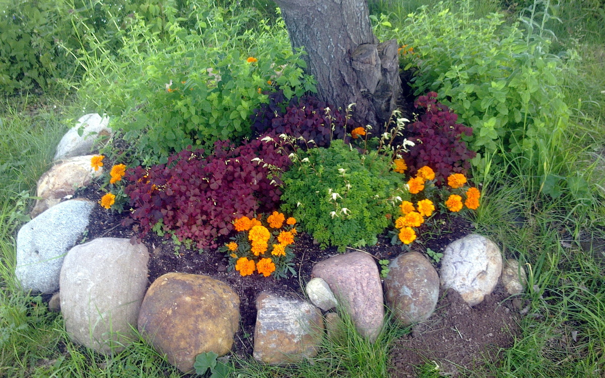 Хороши весной в саду цветочки. Фото автора