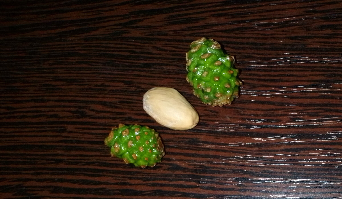 Молоденькие сосновые шишки, фото автора