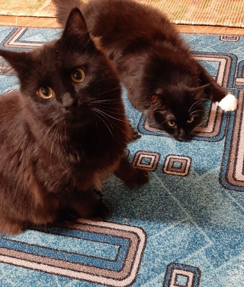 Наши коты, Ветер (чёрно-белый) и Вечер (чёрный)