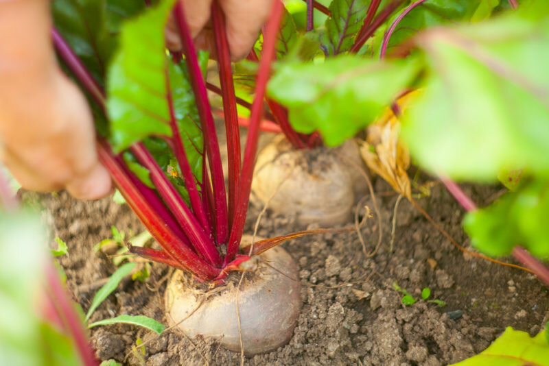 Посадки в августе (Фото используется по стандартной лицензии ©azbukaogorodnika.ru)