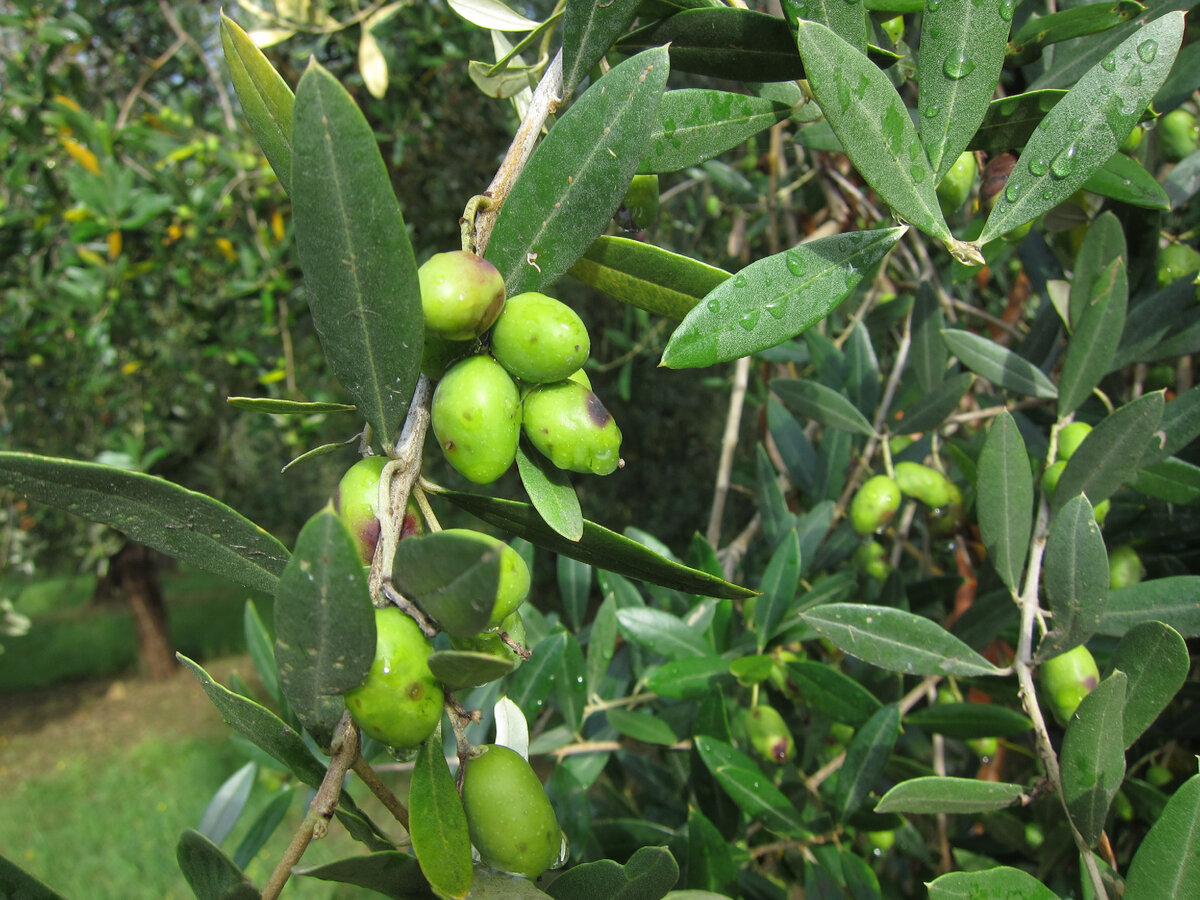 Горькие? Кто же их ест?  - Птицы. Они проглатывают плоды на 30% состоящие из масла и рассеивают косточки. Именно для них эволюция оливы приготовила калорийный плод.