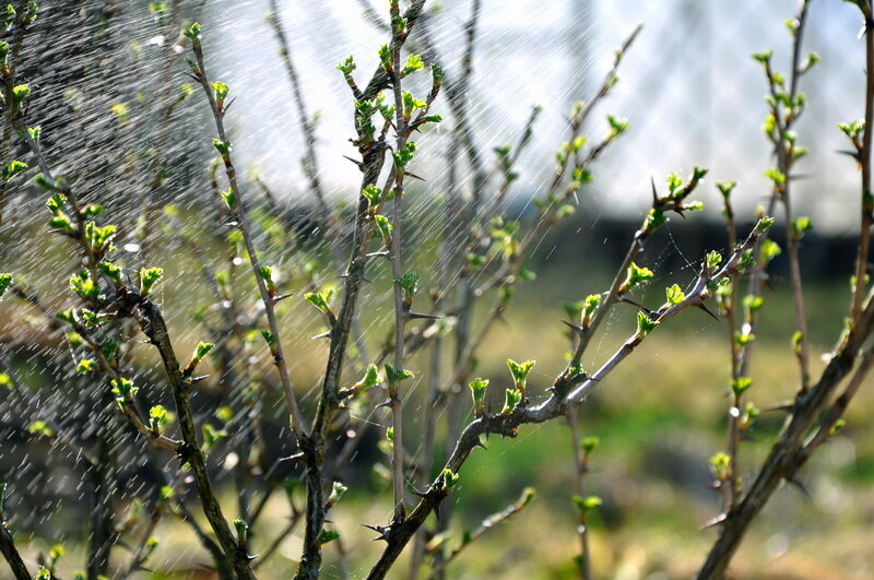 Крыжовник. (Фото используется по стандартной лицензии ©ogorodnye-shpargalki.ru)
