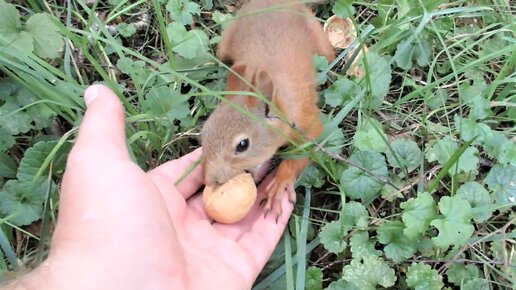 Маленькая и неопытная белка не знает, что надо делать с грецким орехом и другие видео