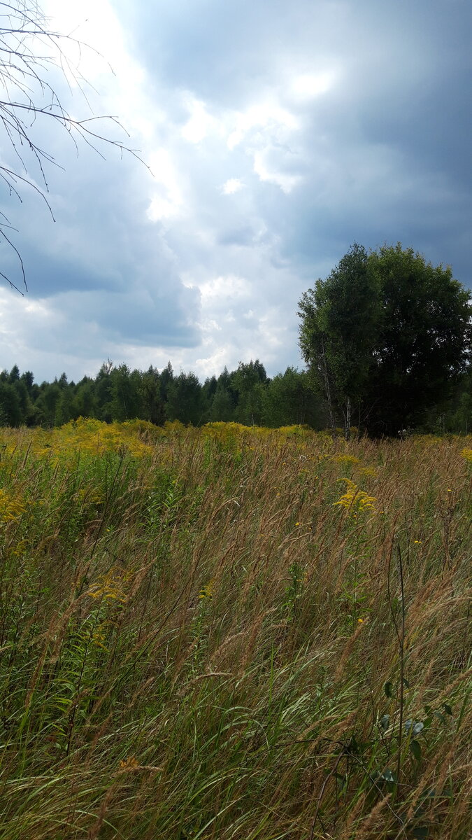 #лето  #жизнь #стихи,лирика,поэты,творчество 