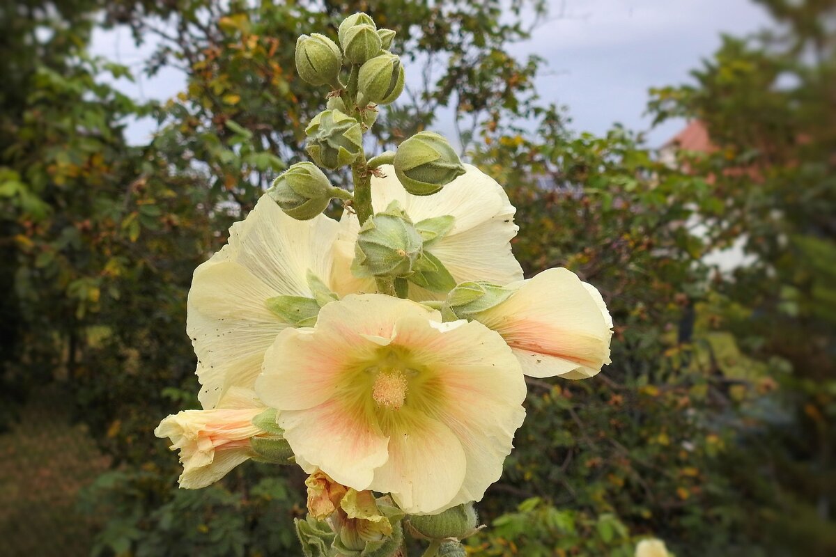 Шток роза Hollyhock