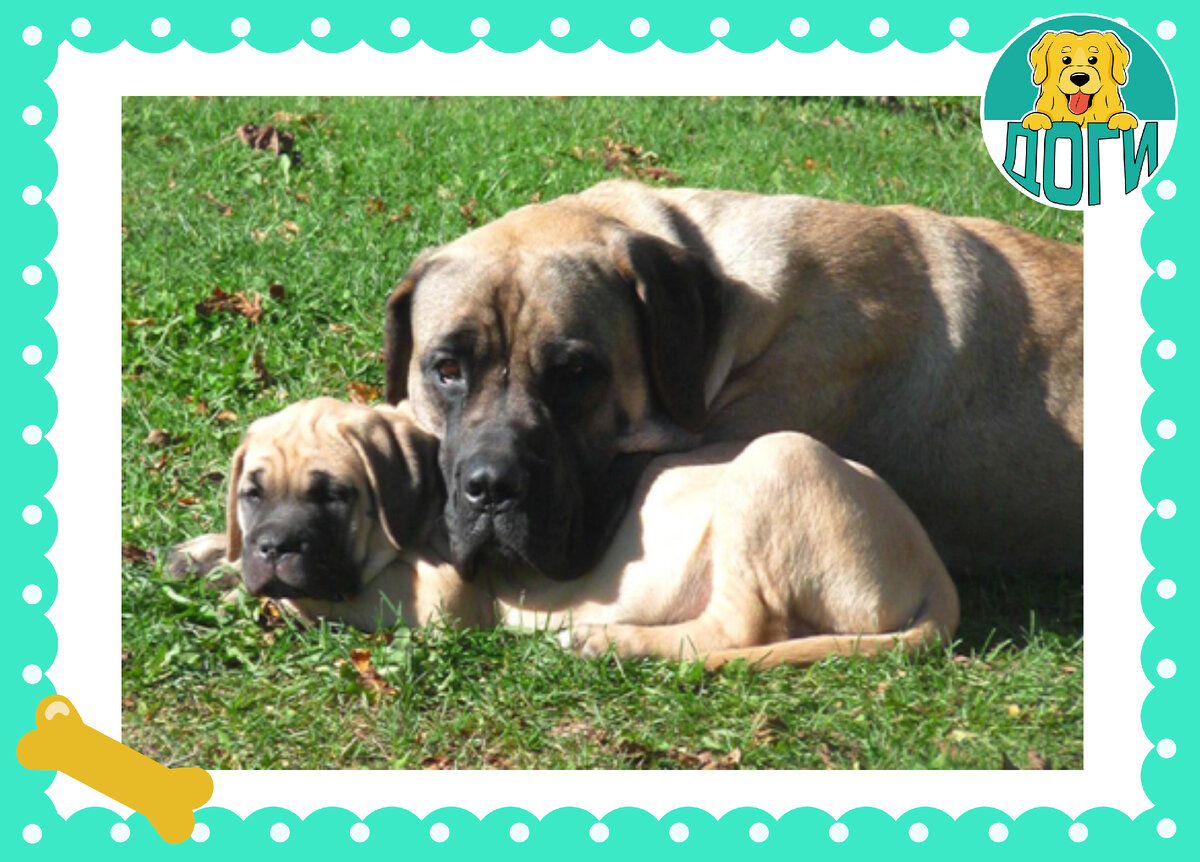 Со своим щенком. Фото в свободном доступе