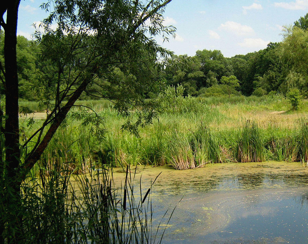 Фото из сети.