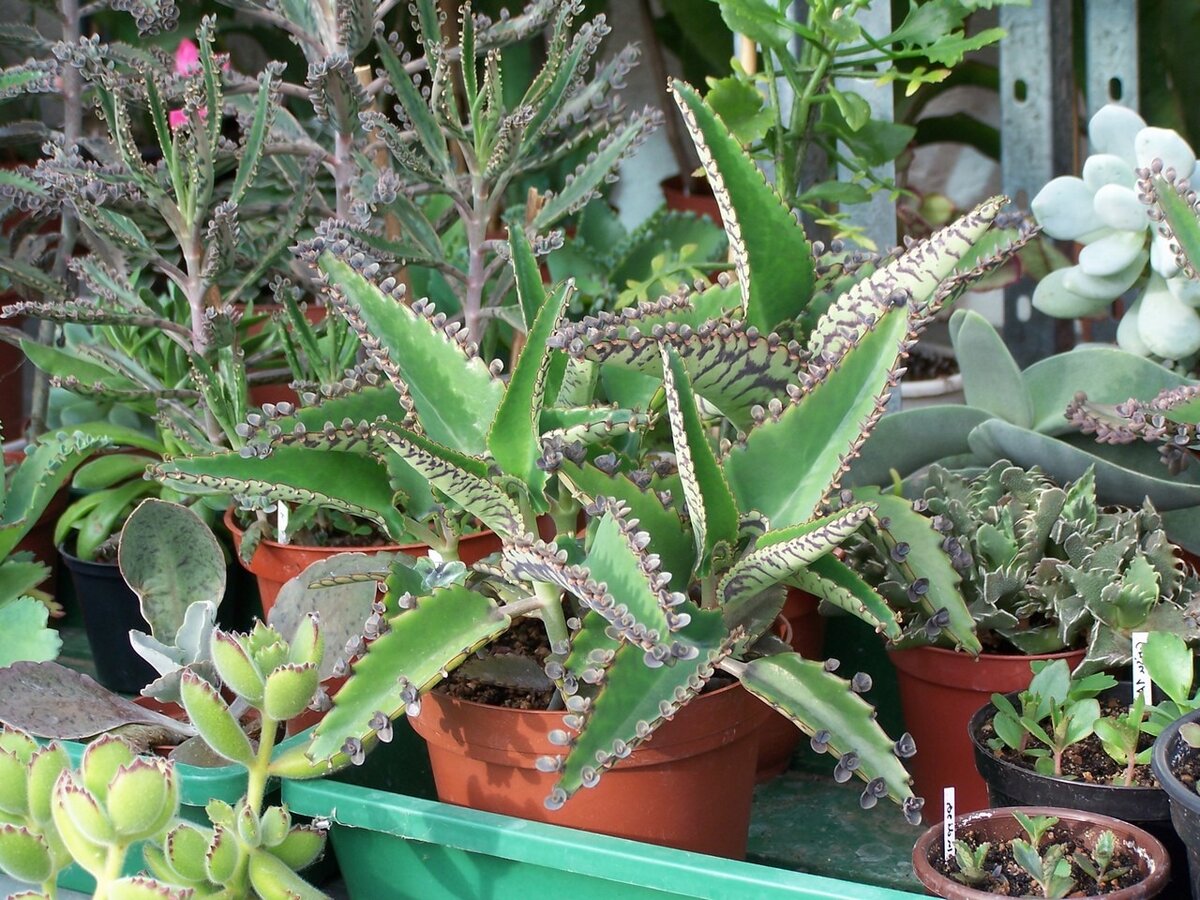 Трава" Чихай на здоровье"