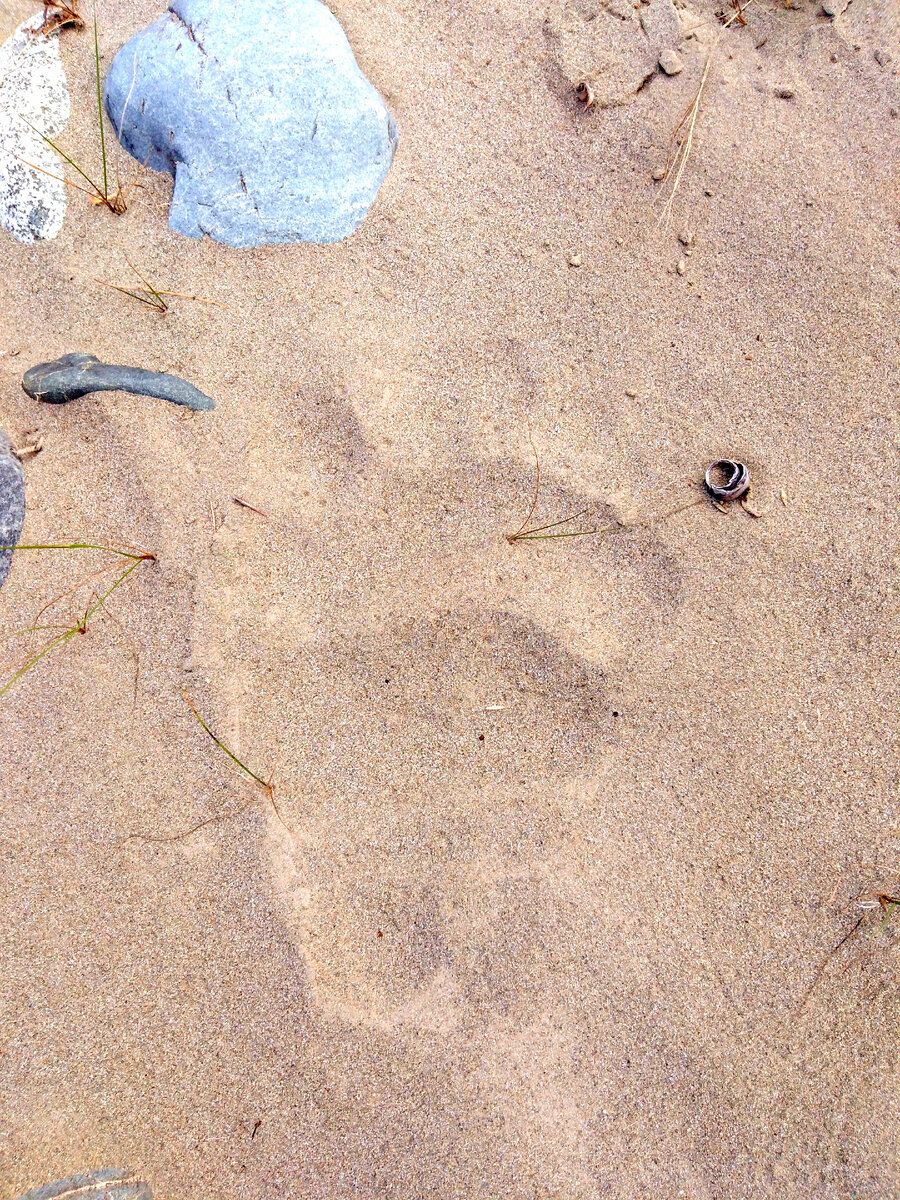 След крупного медведя на песке.