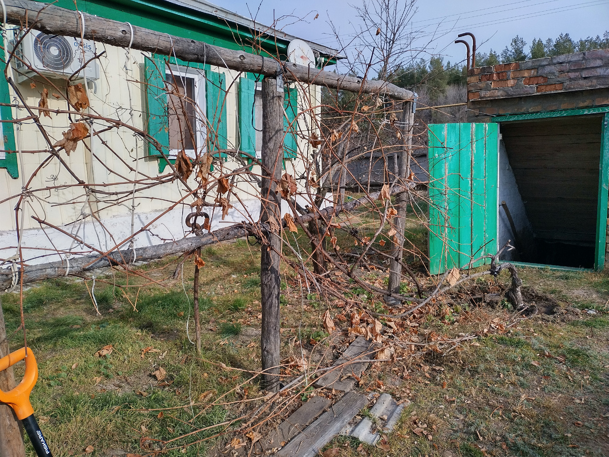 Переплетение длиннющих рукавов, куча побегов этого года, все в куче