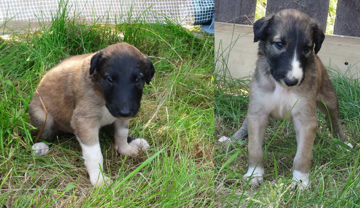 Слева - Зодчий, справа- Сварог