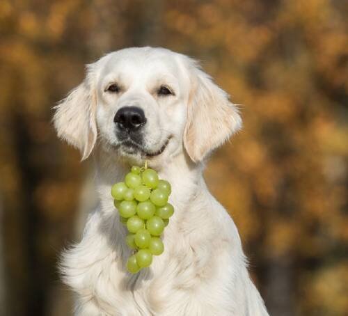 Натуральные токсины в составе винограда: вред для организма собаки