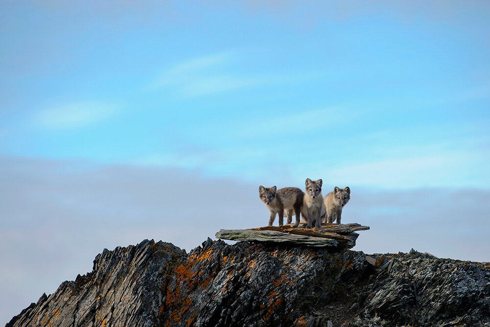 Песцы летом . Как и у белого медведя, у песца даже подошвы лап покрыты шерстью. (фото из свободного доступа в Яндекс)
