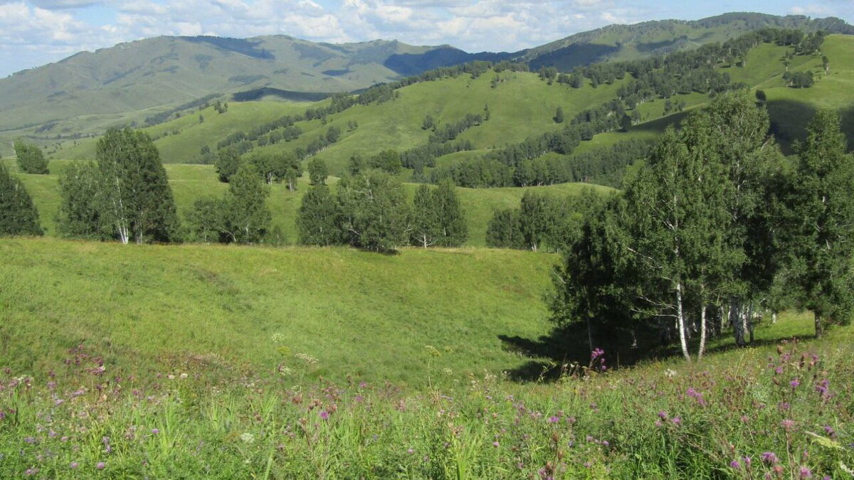 Земля под пасеку или покос