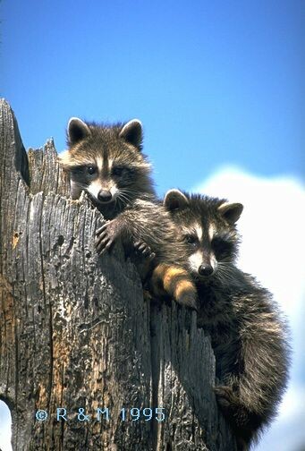 Милые  енотики,  что  жили  на  дворе