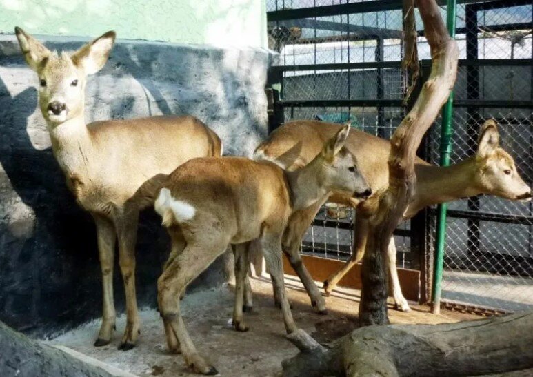 Севастопольский мини-зоопарк