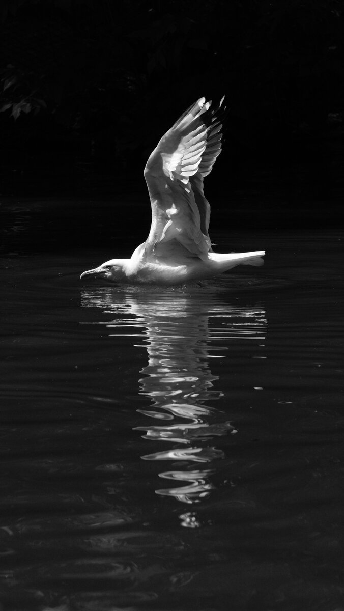 Чайка над водой