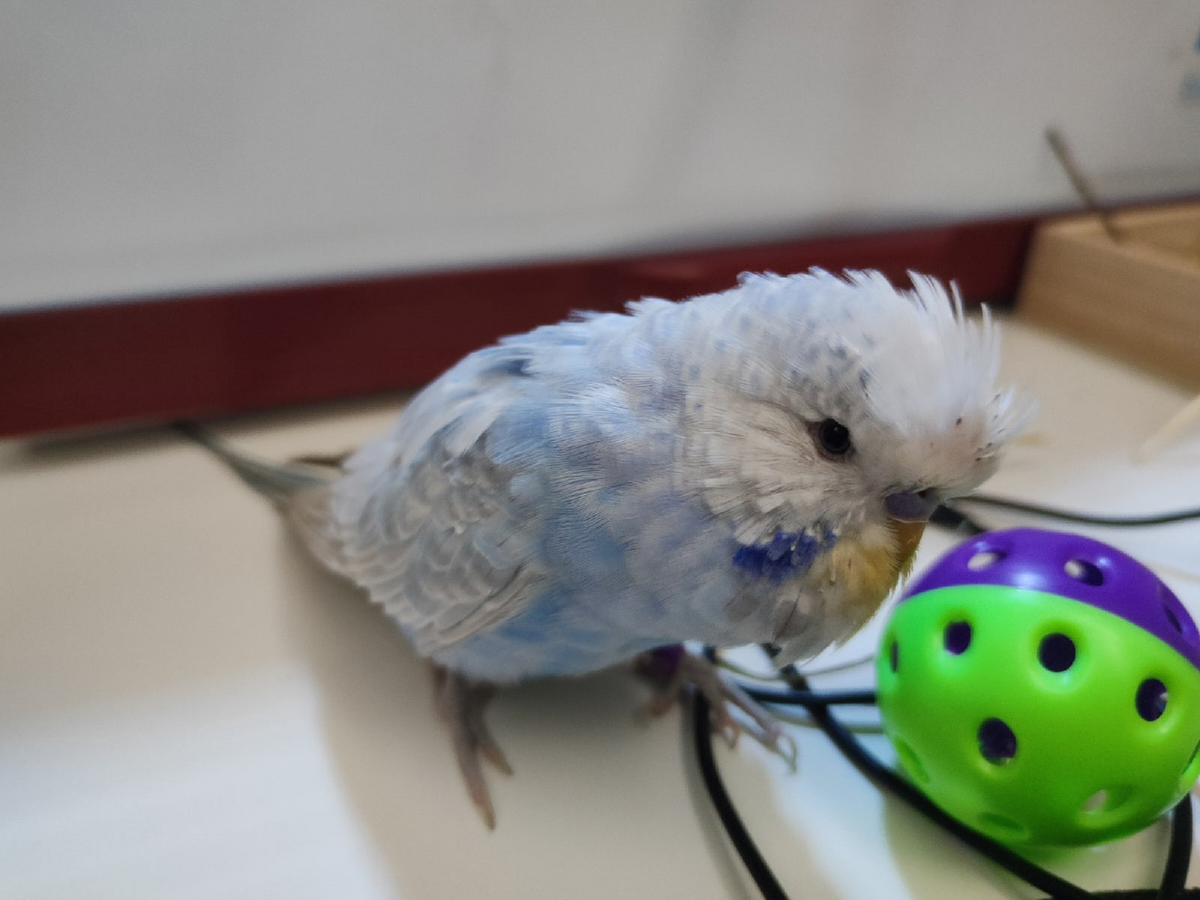 Знакомьтесь, это Буба. Он недавно поел морковки и теперь ходит довольный и чумазый. 