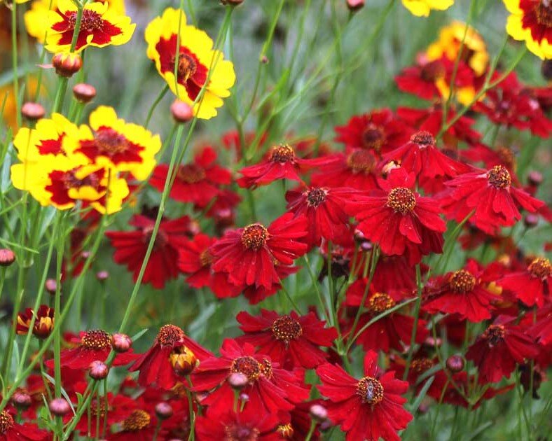 Кореопсис многолетний фото семена Coreopsis HONEYBUNCH ™ 'Red & Gold' TERRA NOVA ® Nurseries, Inc.