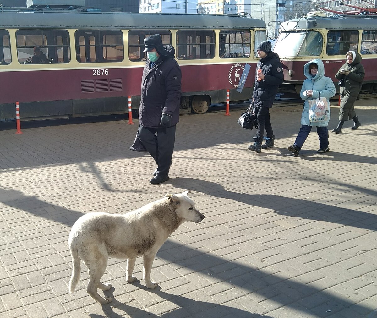 Собаки в Нижнем Новгороде – фотозарисовки о собачьей жизни с юмором |  Нижегородские зарисовки | Дзен