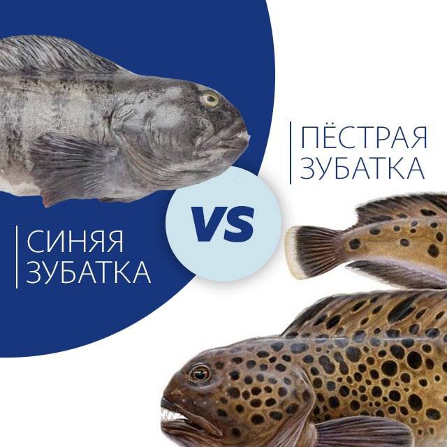 Пестрая и синяя зубатка