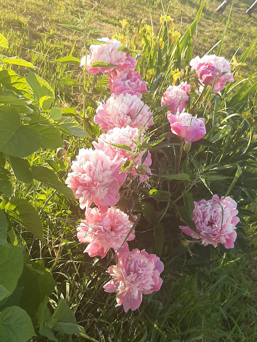 ВРЕДИТЕЛИ🐭 СЪЕЛИ ВСЕ МОИ ЦВЕТЫ НА ДАЧЕ🌺🌺🌺. | ИЛЛЮСТРАЦИИ & УВЛЕЧЕНИЯ. |  Дзен