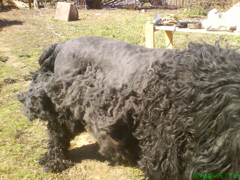 Чёрный терьер