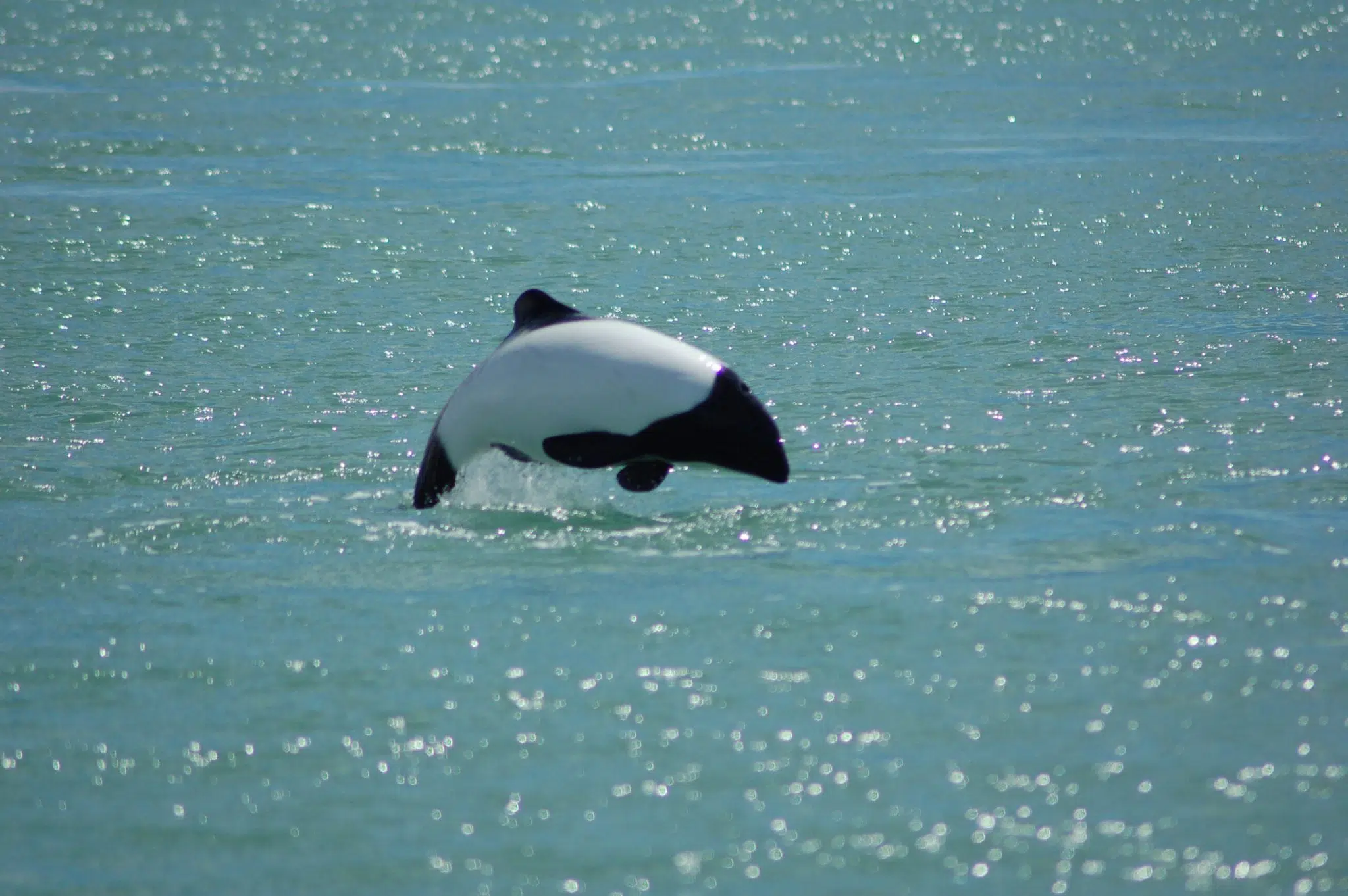 Дельфин Коммерсона: Как живёт один из самых крошечных дельфинов с расцветкой панды?3