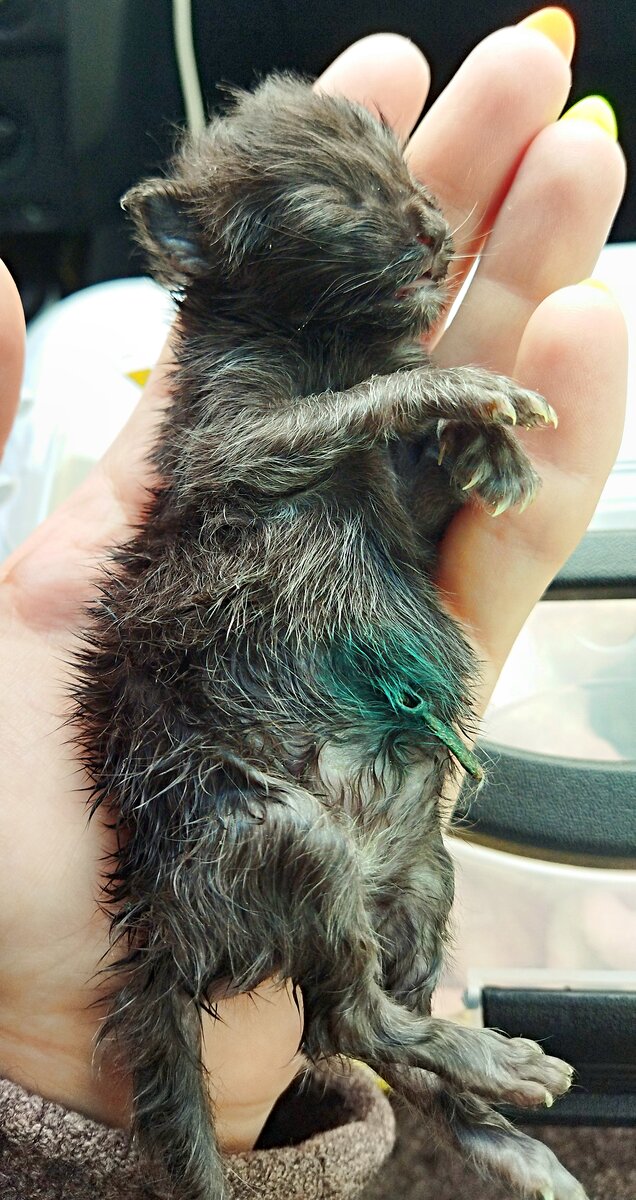 Малышка Дымка, сестренка Цезаря. К сожалению до клиники мы не доехали. За 2 часа до этого она была активна, хорошо ела. И ни что не предвещало((