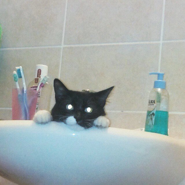 Это я так ванну принимаю. С котом в раковине. А он следит, чтобы не уплыла и не утонула. 
