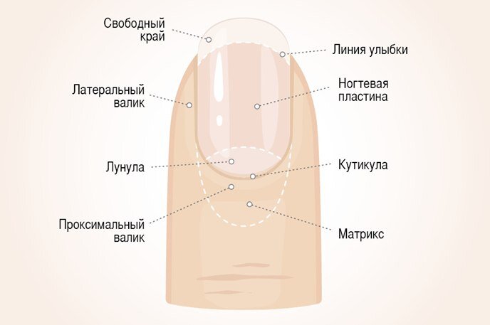 Стоковые фотографии по запросу Грибок ногтей