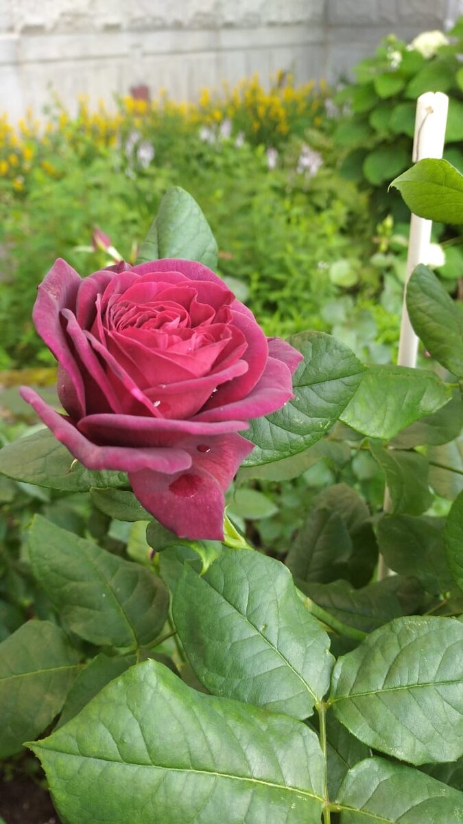 Р͟о͟з͟о͟ч͟к͟а͟