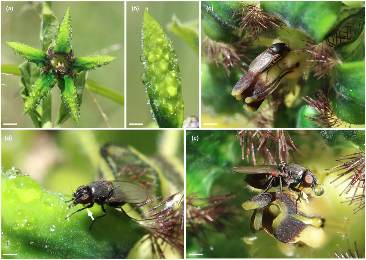   Annemarie Heiduk et al. / New Phytologist, 2023