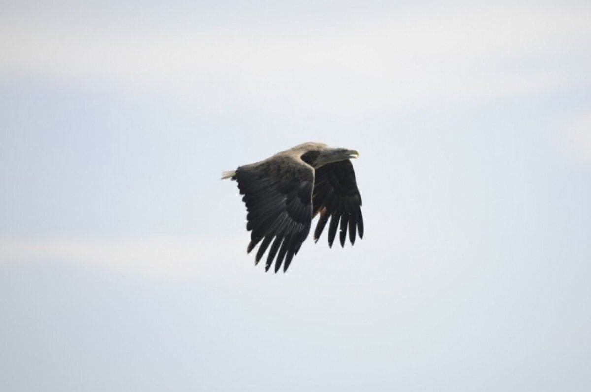    На юге Красноярского края сфотографировали редкого орлана-белохвоста