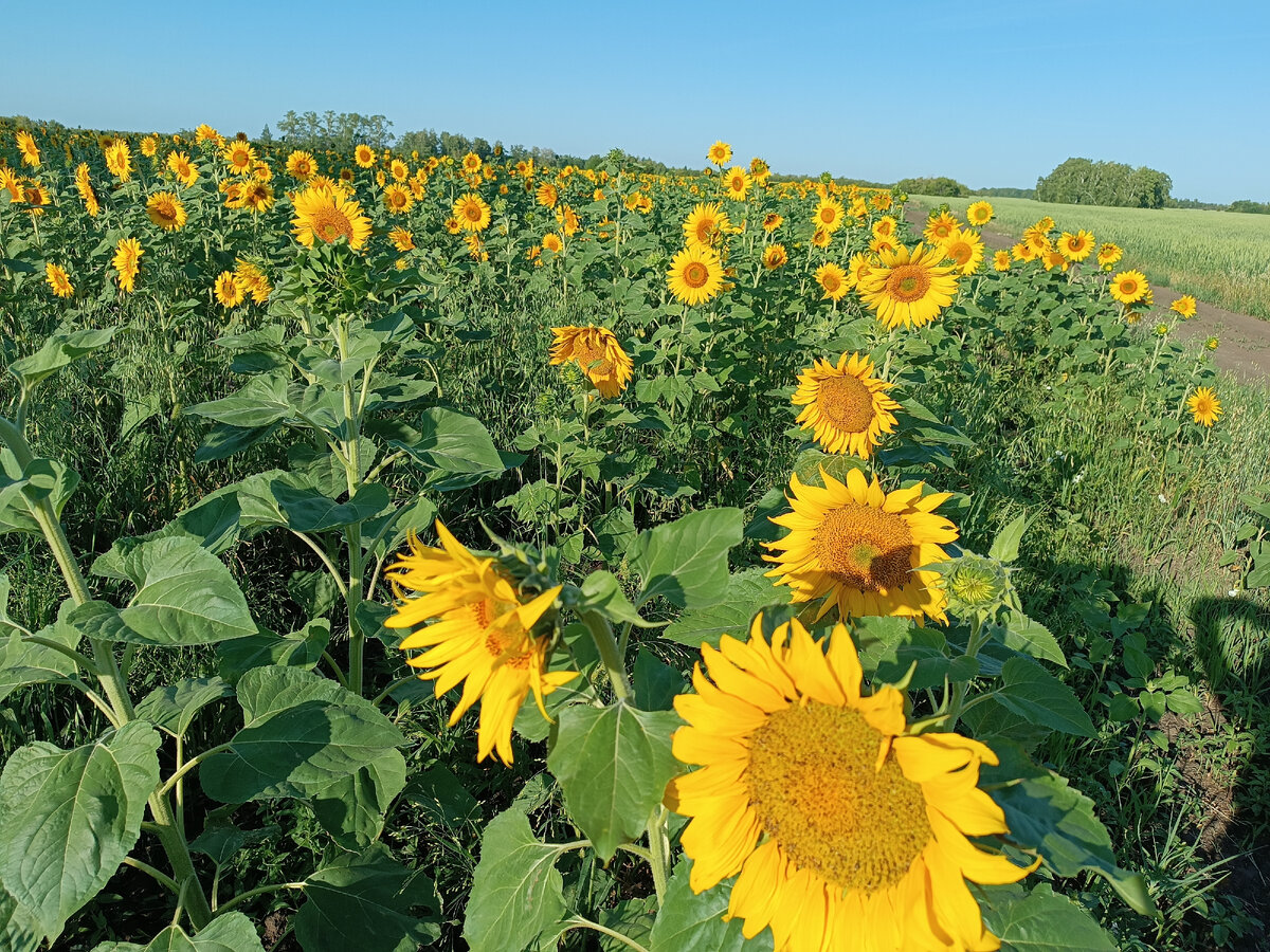 Поля подсолнухов