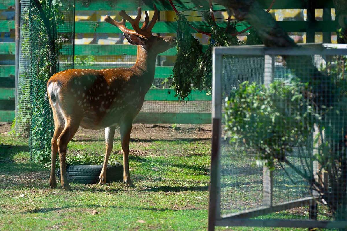 Фото: Андрей Ткаченко