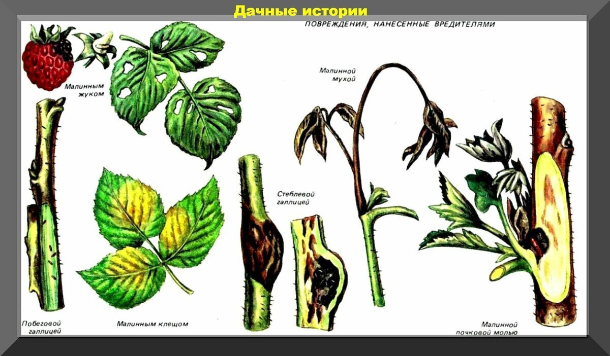https://vk.com/photo-159774511_457261672