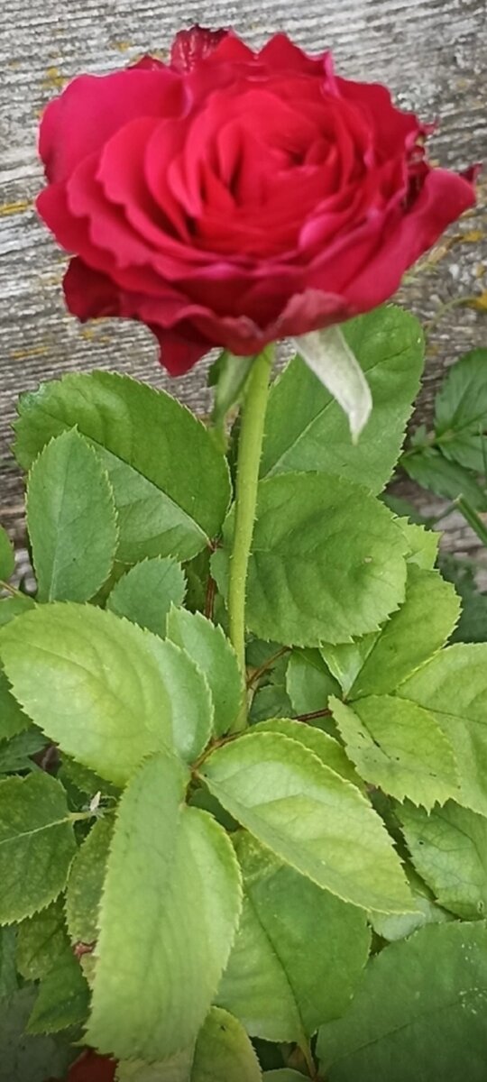 Моя красота из черенка. Помните как у Маленького принца одна роза🌹 была