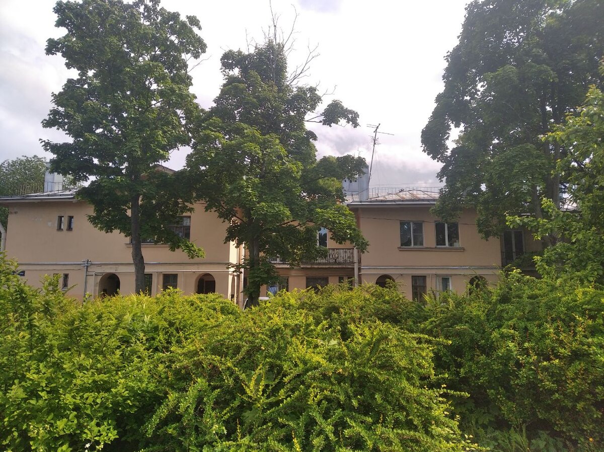 Заросли барбариса