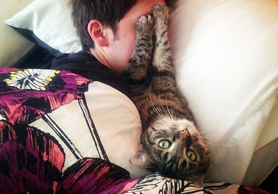 кошки лекари. кошка ложится на одежду. кошка ложится на одежду. фотосессия женщины с котом в кровати.